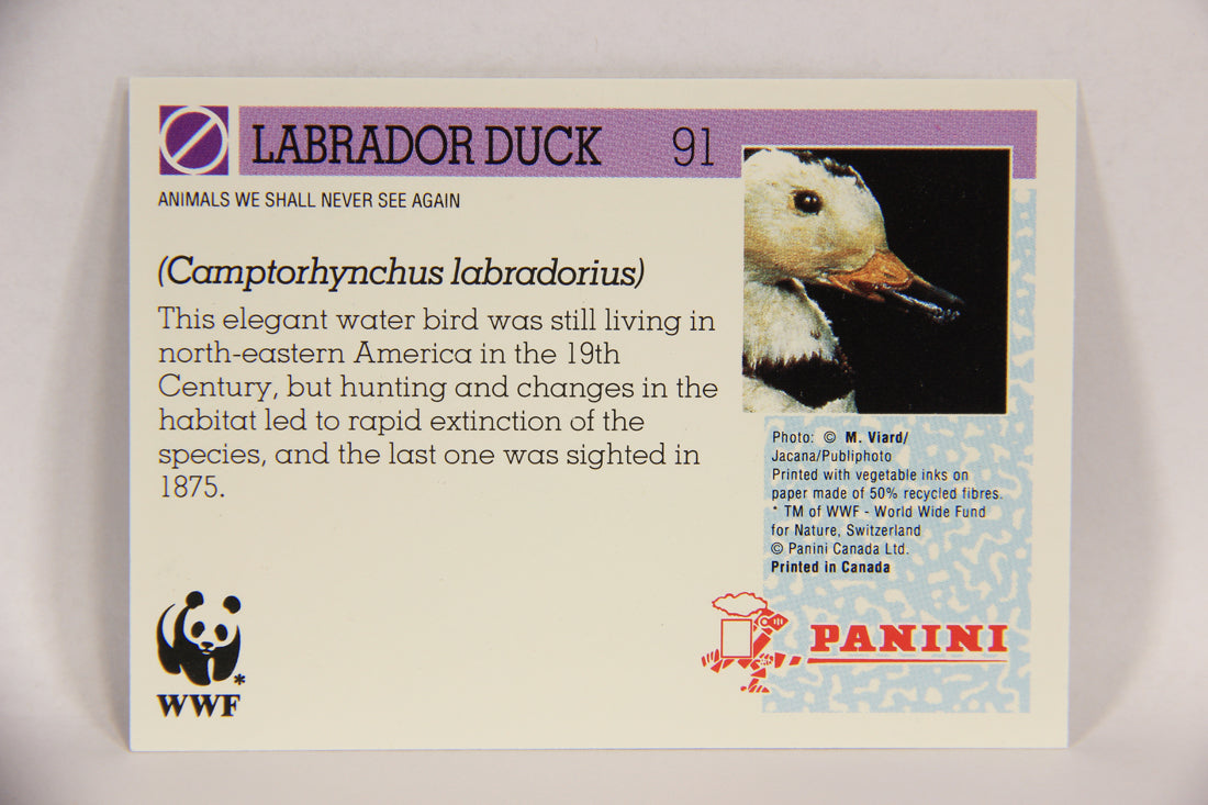 Wildlife In Danger WWF 1992 Trading Card #91 Labrador Duck ENG L017027