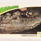 Wildlife In Danger WWF 1992 Trading Card #93 Chinese Alligator ENG L017029