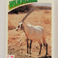 Wildlife In Danger WWF 1992 Trading Card #95 Arabian Oryx ENG L017031
