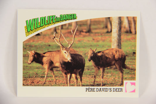 Wildlife In Danger WWF 1992 Trading Card #97 Père David's Deer ENG L017033