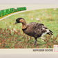 Wildlife In Danger WWF 1992 Trading Card #100 Hawaiian Goose ENG L017036