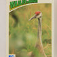 Wildlife In Danger WWF 1992 Trading Card #70 Sandhill Crane ENG L017681