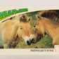 Wildlife In Danger WWF 1992 Trading Card #99 Przewalski's Horse ENG L017682