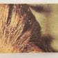 Star Wars 1977 Trading Card #94 Interrogated By Stormtroopers FR-ENG OPC L019036