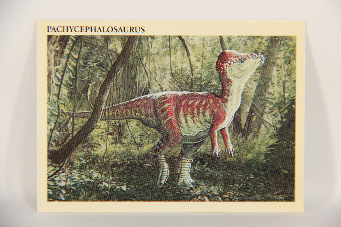Dinosaurs The Mesozoic Era 1993 Vintage Trading Card #43 Pachycephalosaurus ENG L019776