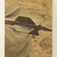 Star Wars 1977 Trading Card #103 Stormtroopers Attack Our Heroes ENG Topps L019912