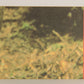 Star Wars ROTJ 1983 Sticker Trading Card #31 Princess Leia - Green - Topps L019949