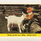 Seasame Street TV Show 1992 Card #77 Baby Goats Are Nifty Thinks Bert ENG L020700