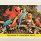 Seasame Street TV Show 1992 Card #85 The Macaw Is A Long-Tailed Parrot ENG L020708