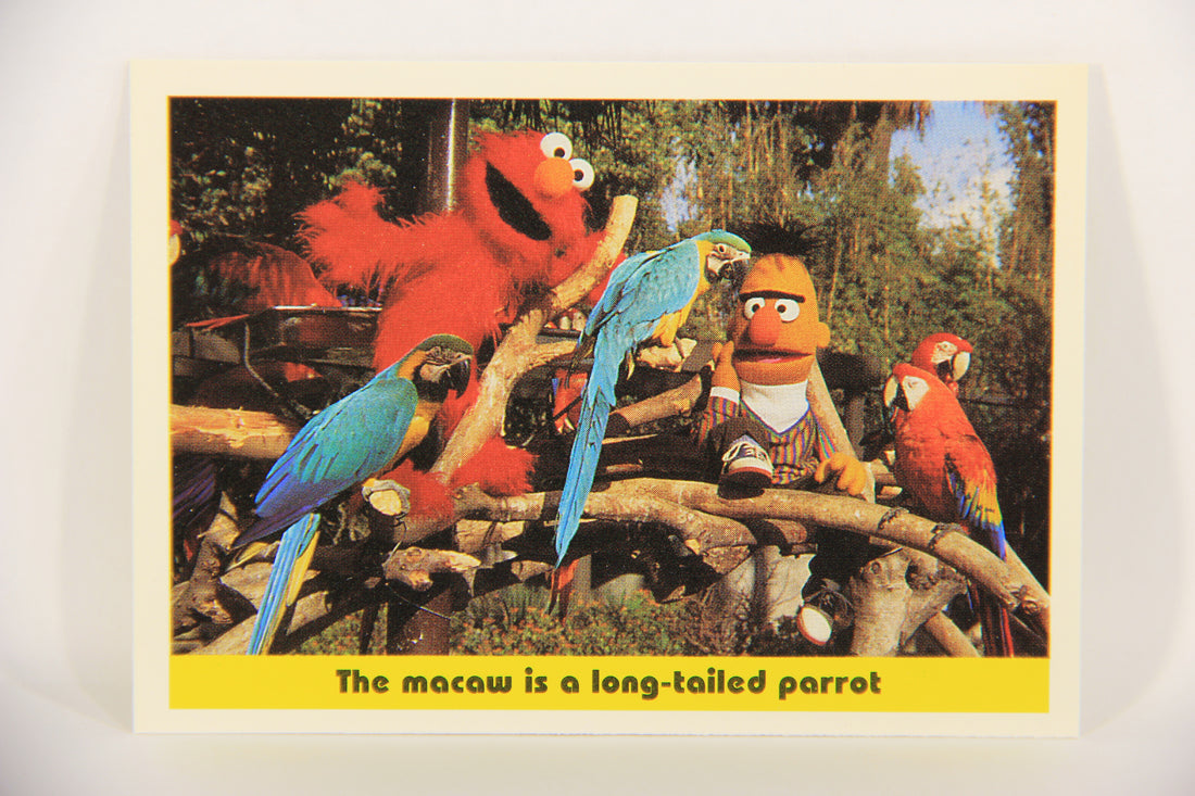 Seasame Street TV Show 1992 Card #85 The Macaw Is A Long-Tailed Parrot ENG L020708