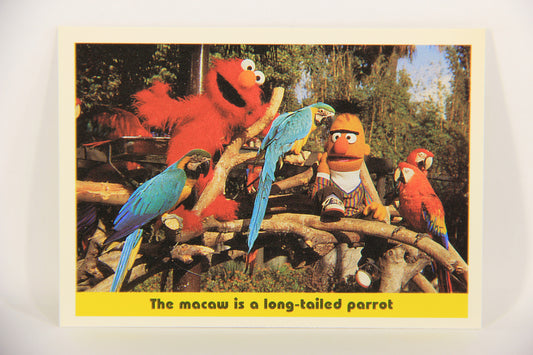 Sesame Street TV Show 1992 Card #85 The Macaw Is A Long-Tailed Parrot ENG L020708