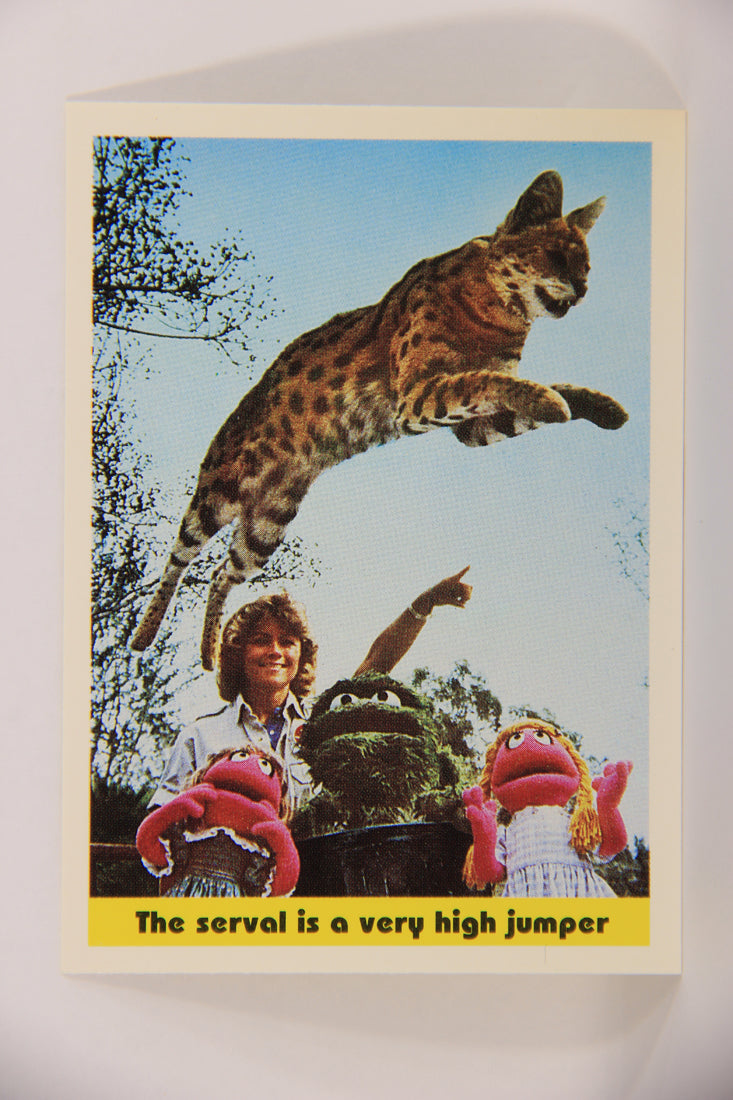 Seasame Street TV Show 1992 Card #87 The Serval Is A Very High Jumper ENG L020710