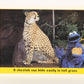 Seasame Street TV Show 1992 Card #88 A Cheetah Can Hide Easily In Tall Grass L020711