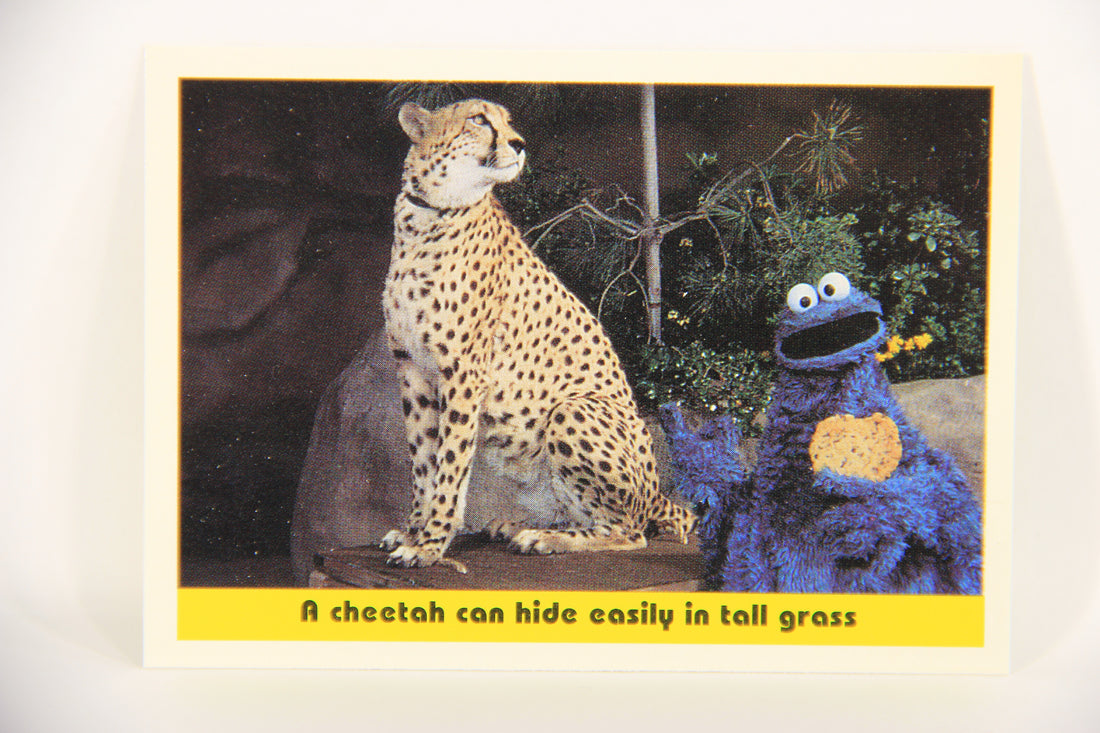 Seasame Street TV Show 1992 Card #88 A Cheetah Can Hide Easily In Tall Grass L020711