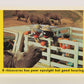 Seasame Street TV Show 1992 Card #96 A Rhinoceros Has Poor Eyesight But Good Hearing L020720