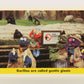 Seasame Street TV Show 1992 Card #100 Gorillas Are Called Gentle Giants ENG L020724
