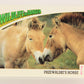 Wildlife In Danger WWF 1992 Trading Card #99 Przewalski's Horse ENG L020895