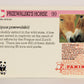 Wildlife In Danger WWF 1992 Trading Card #99 Przewalski's Horse ENG L020895